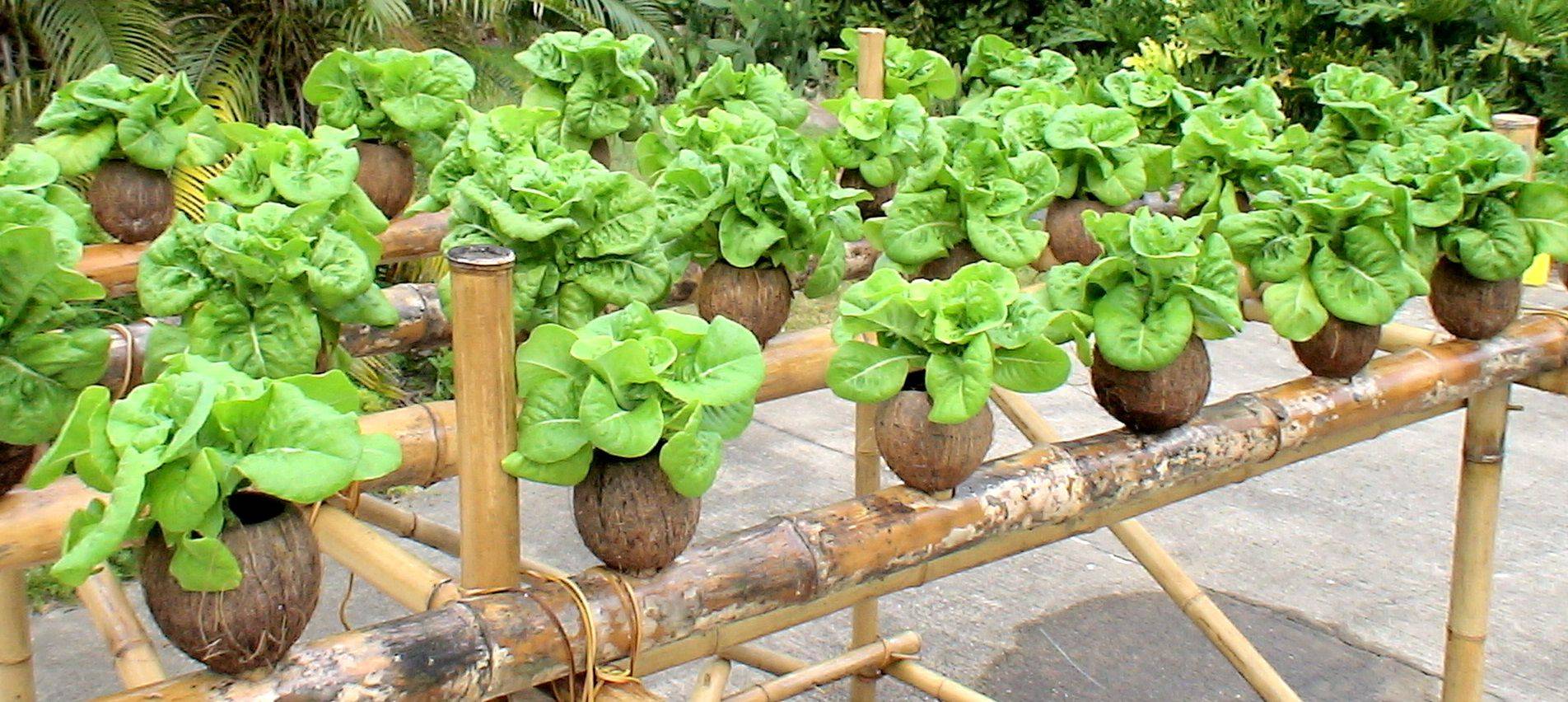 Homemade Hydroponic Systems You Can Make By Yourself Homemade