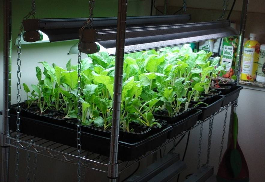 15 Indoor Food Garden Ideas To Consider 