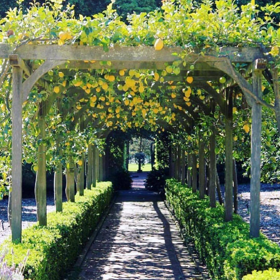 24 DIY Garden Tunnel Ideas To Try This Year | SharonSable