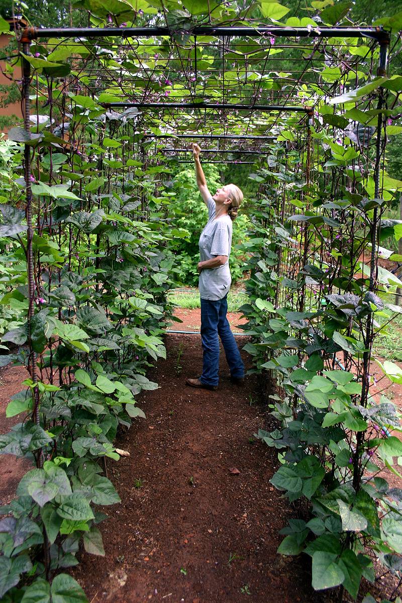 24 DIY Garden Tunnel Ideas To Try This Year | SharonSable