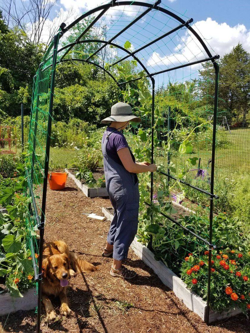 24 DIY Garden Tunnel Ideas To Try This Year | SharonSable