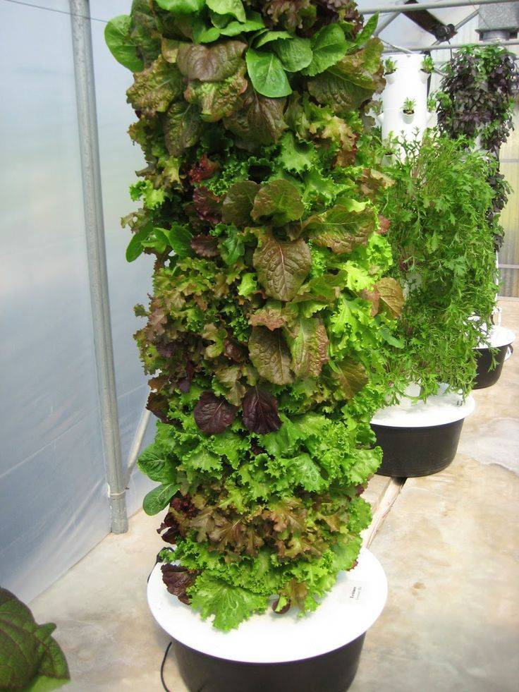 Indoor Gardening An Environment Friendly Thing Ideas