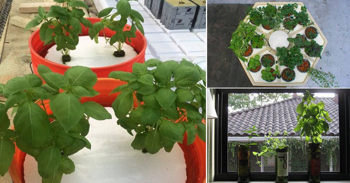 24 Diy Hydroponic Herb Garden Ideas To Consider Sharonsable