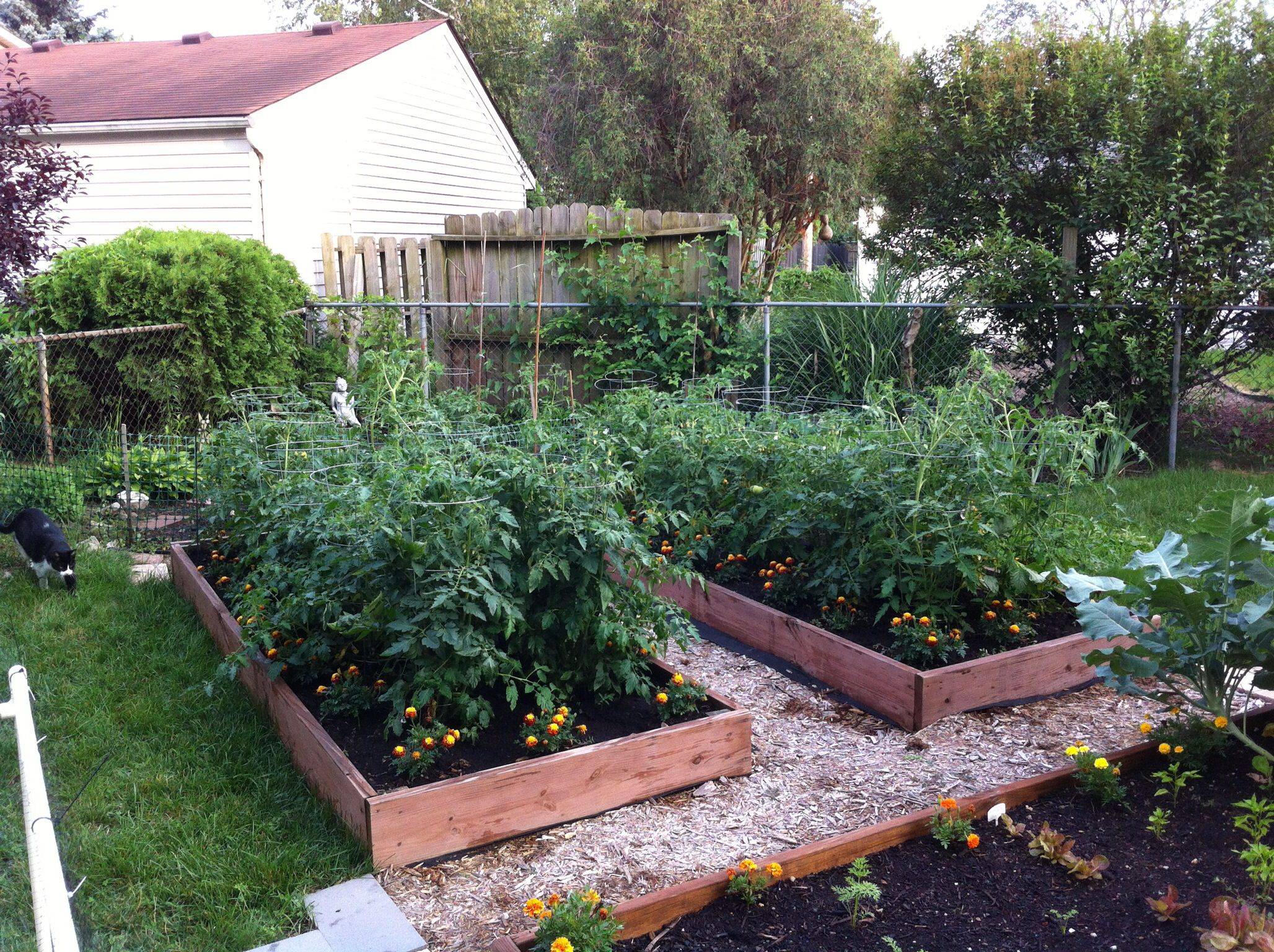 20 How to Grow Tomatoes in Raised Garden Bed Ideas You Should Look ...