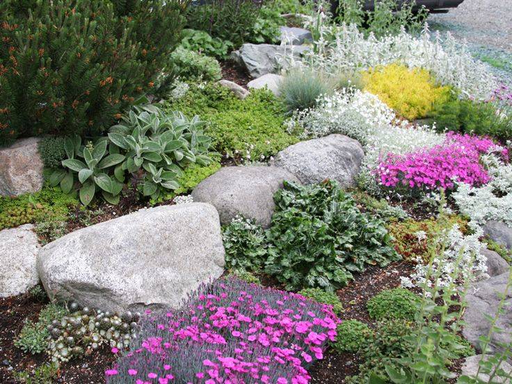 21 Perennial Plants For Rock Garden Ideas You Should Look Sharonsable 6760