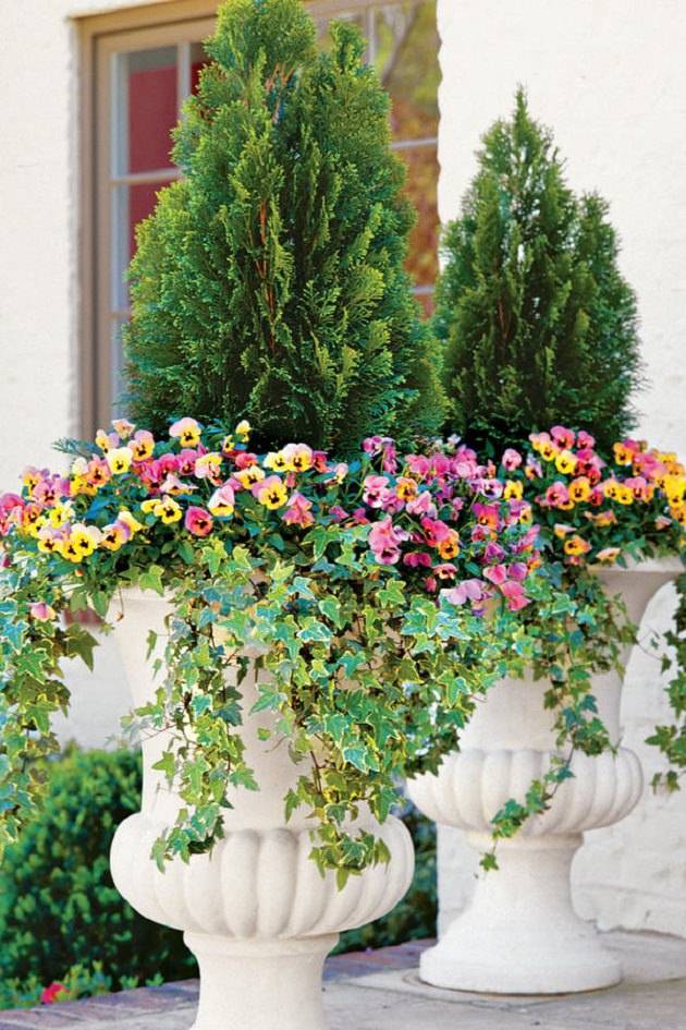 Gorgeous Full Sun Container Plants Ideas