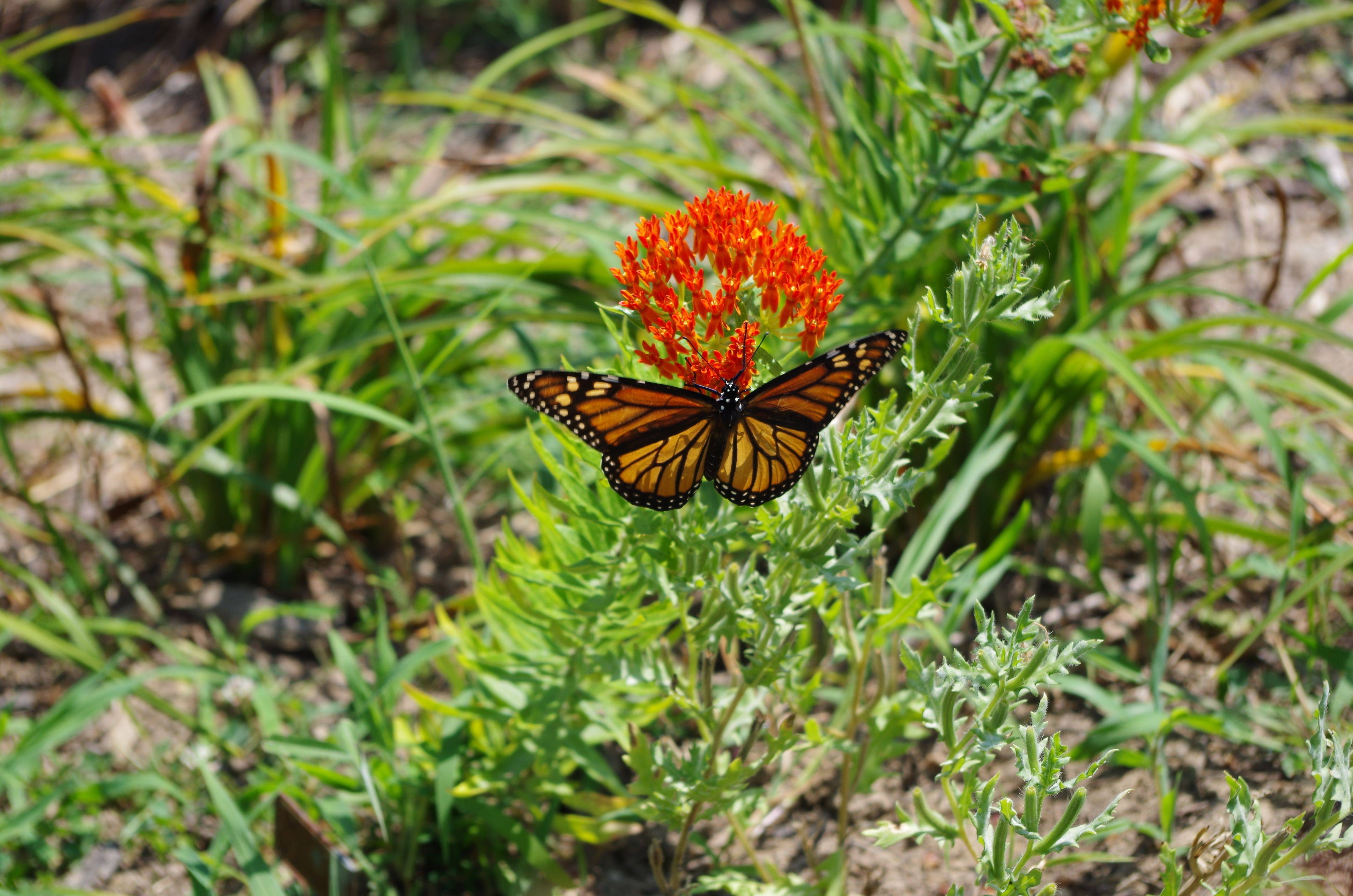 21 Monarch Butterfly Garden Plants Ideas You Must Look | SharonSable