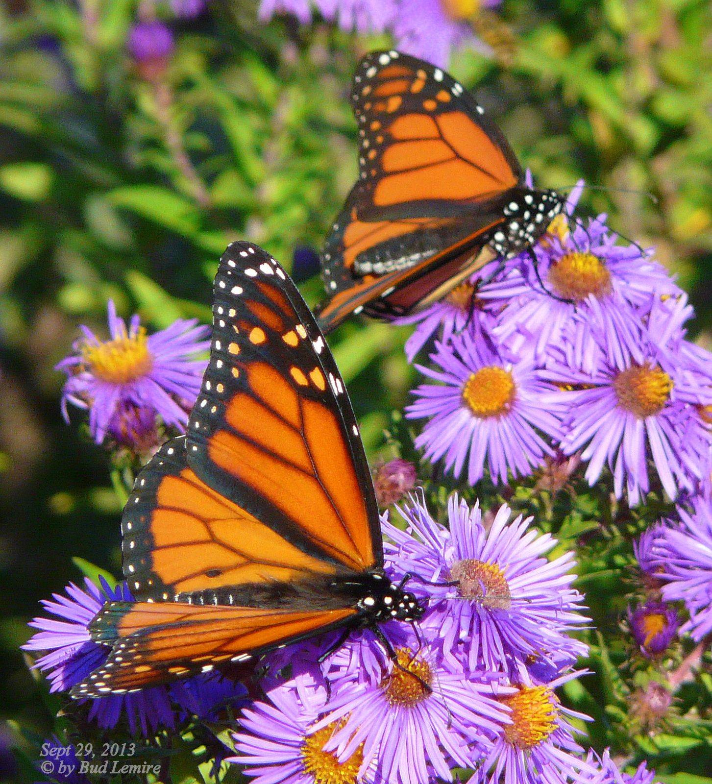 21 Monarch Butterfly Garden Plants Ideas You Must Look Sharonsable