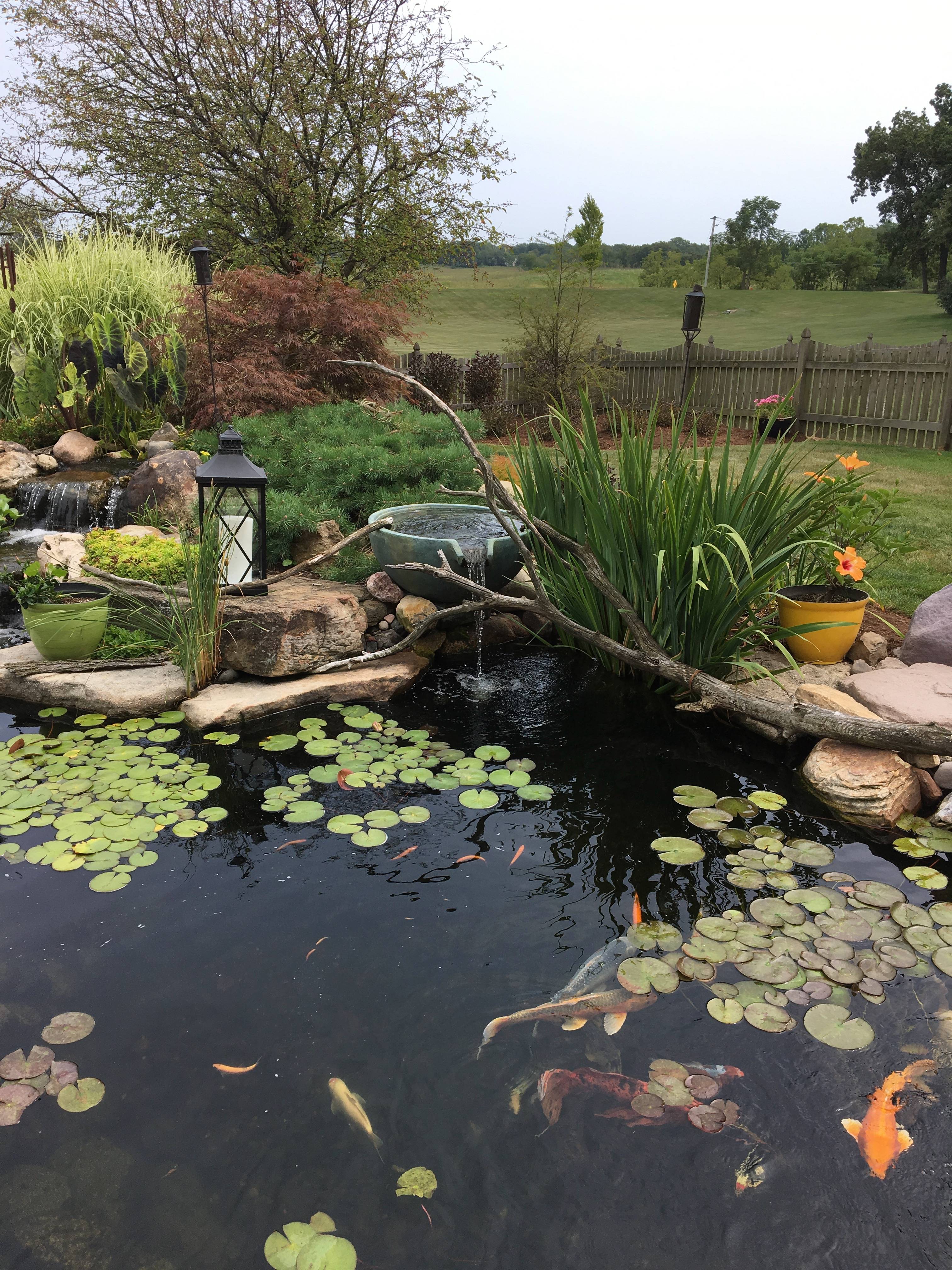 19 Garden Pond Plants Ideas You Cannot Miss | SharonSable