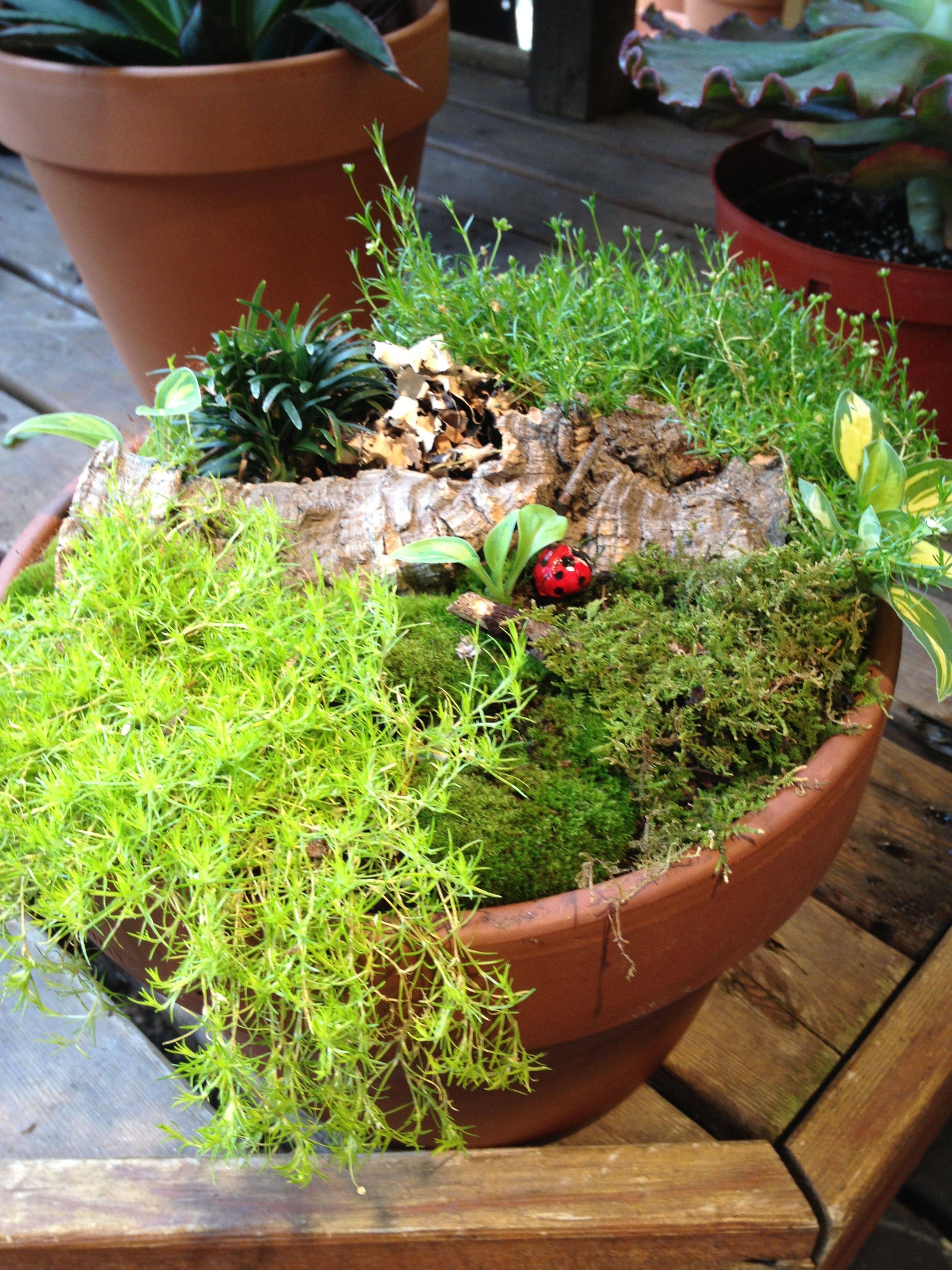 25 Mini Moss Garden Ideas For This Year | SharonSable