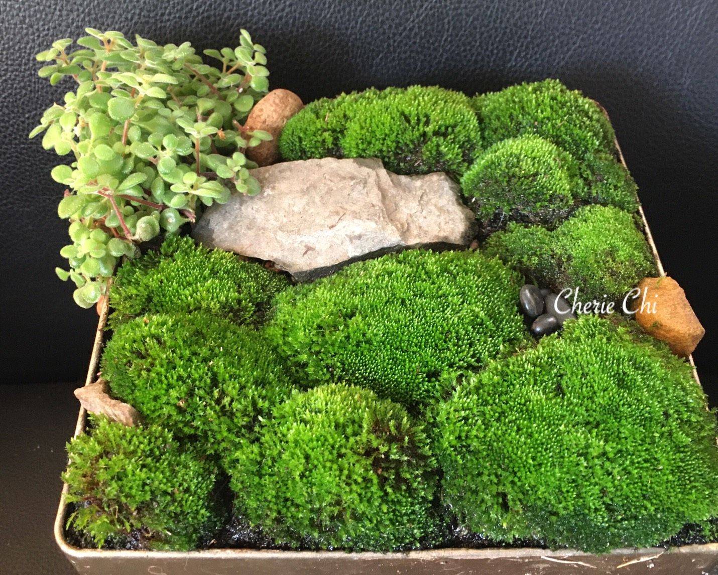 25 Mini Moss Garden Ideas For This Year | SharonSable