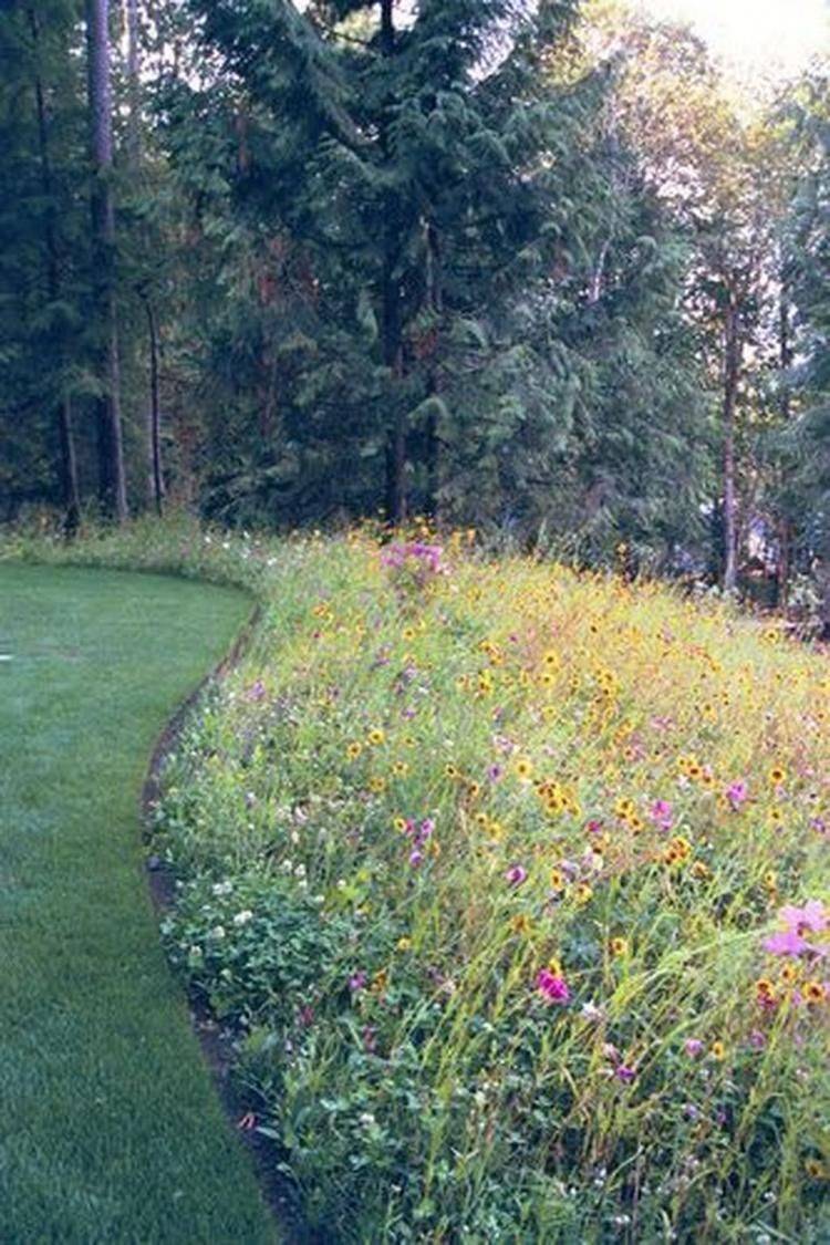 17 Front Yard Wildflower Garden Ideas Worth a Look | SharonSable