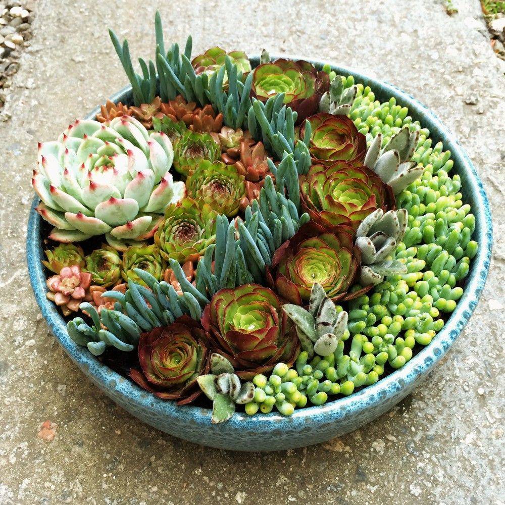 19 Succulent Dish Garden Ideas You Cannot Miss Sharonsable 