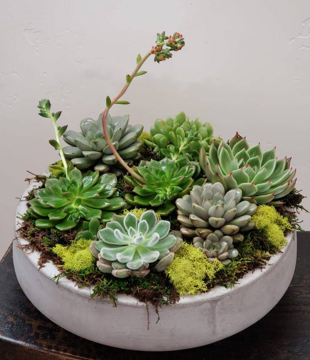 19 Succulent Dish Garden Ideas You Cannot Miss | SharonSable