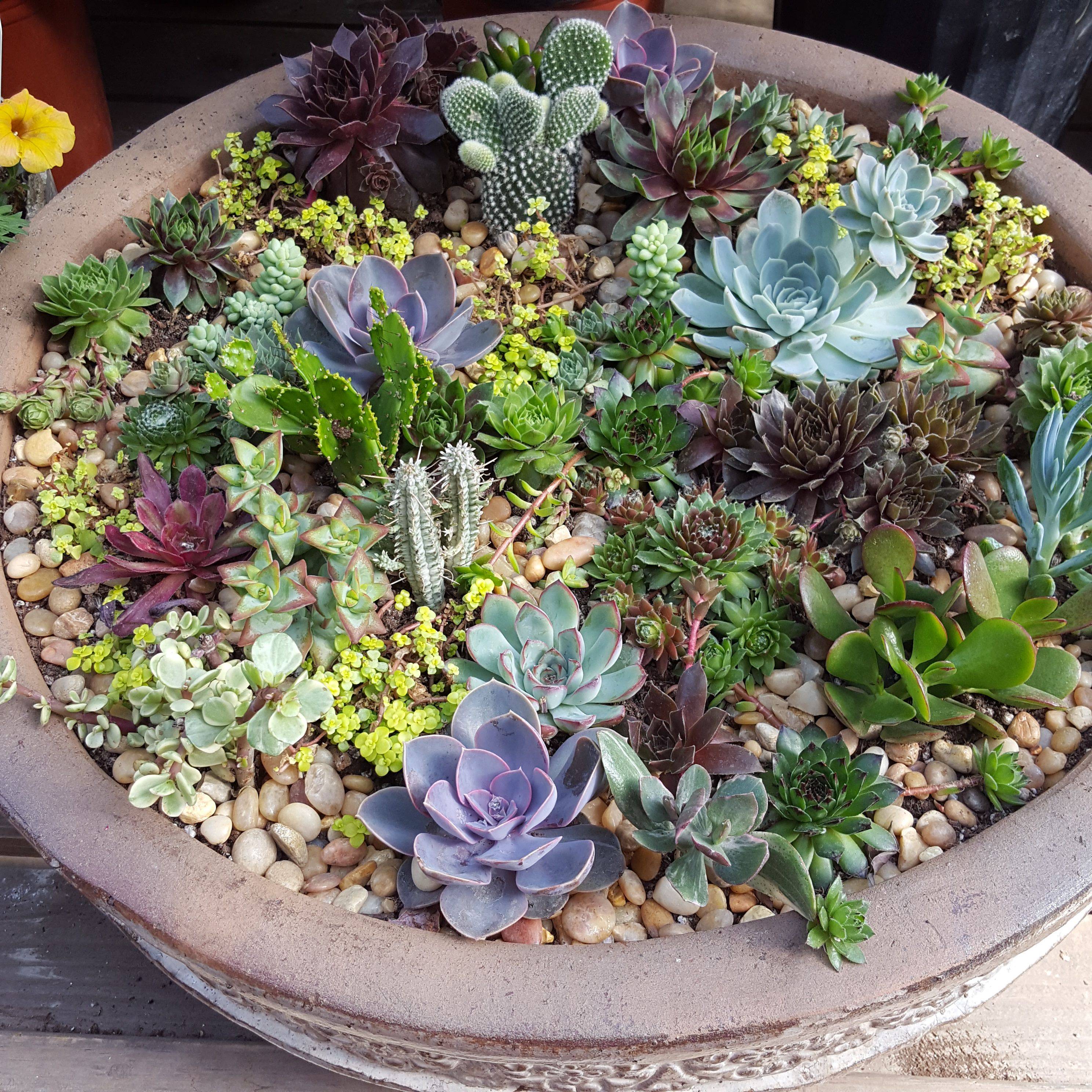 21 Succulent Zen Garden Ideas You Gonna Love | SharonSable