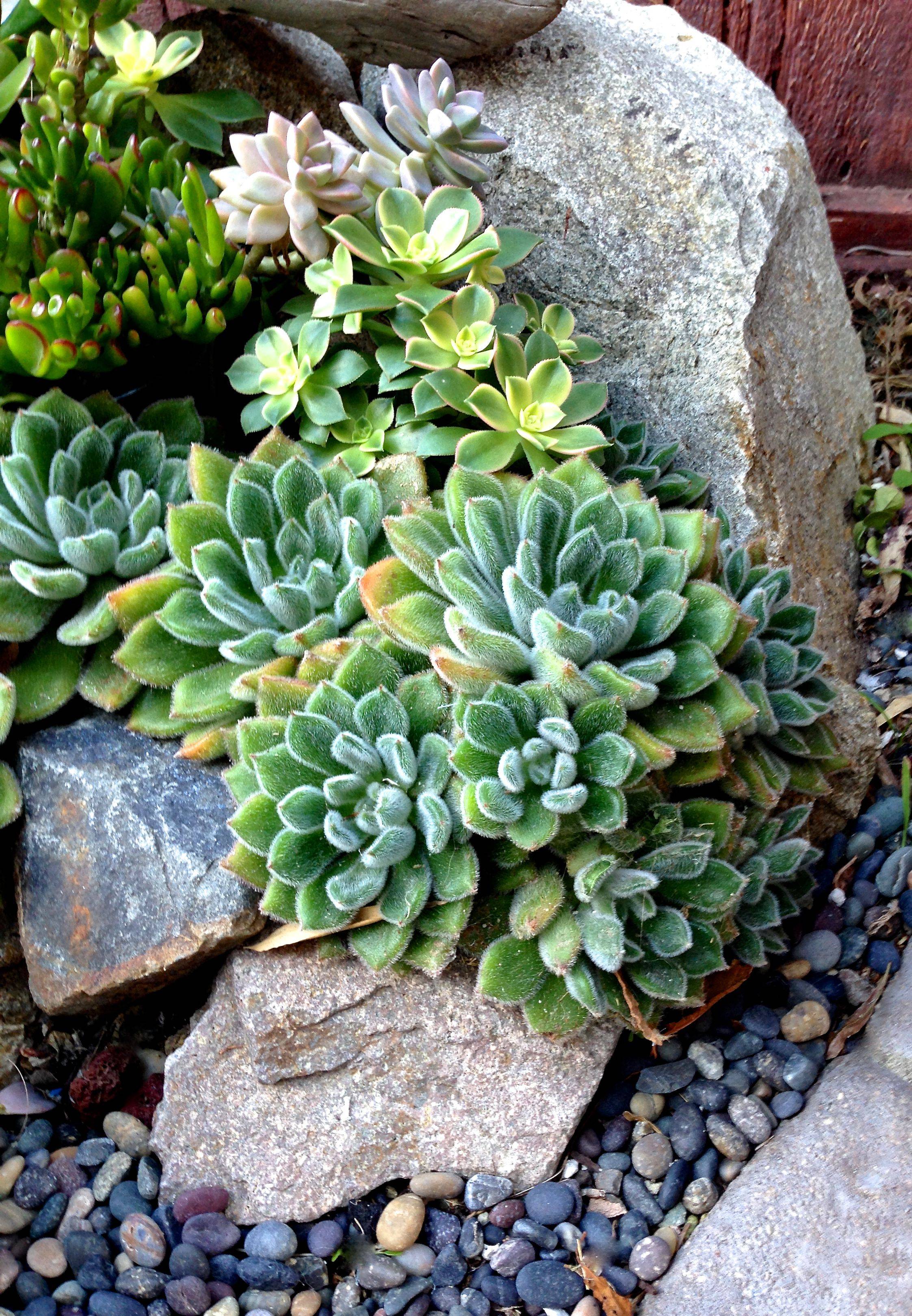 22 DIY Succulent Rock Garden Ideas To Consider SharonSable