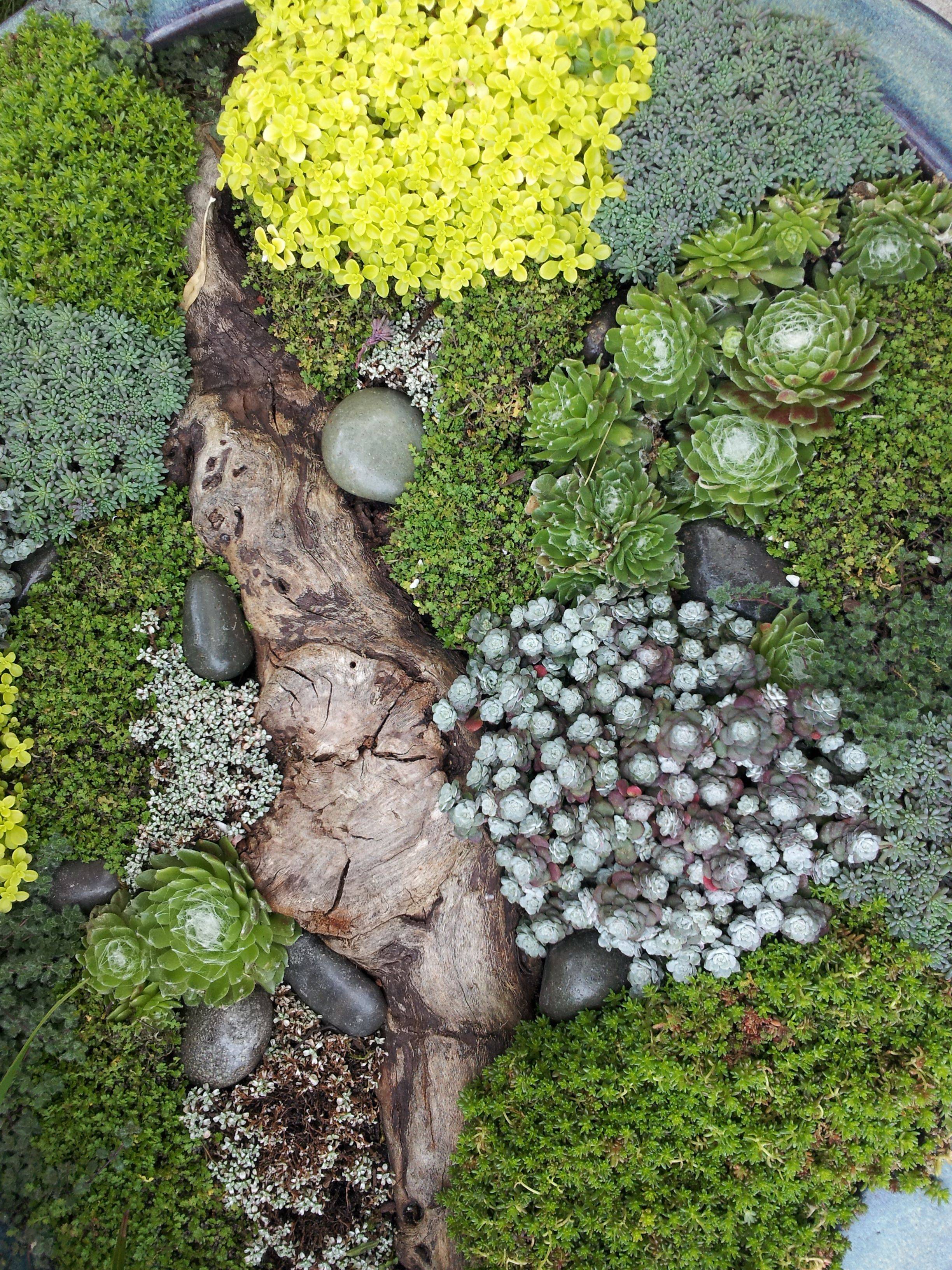 20-garden-ground-cover-ideas-to-try-this-year-sharonsable