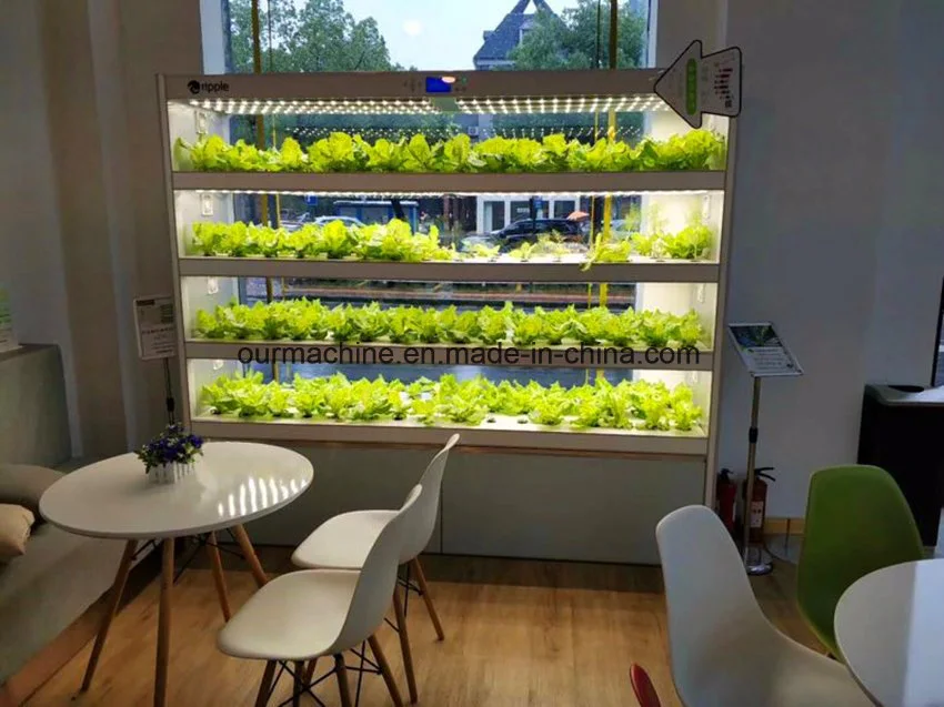 Indoor Hydroponic Wall Garden