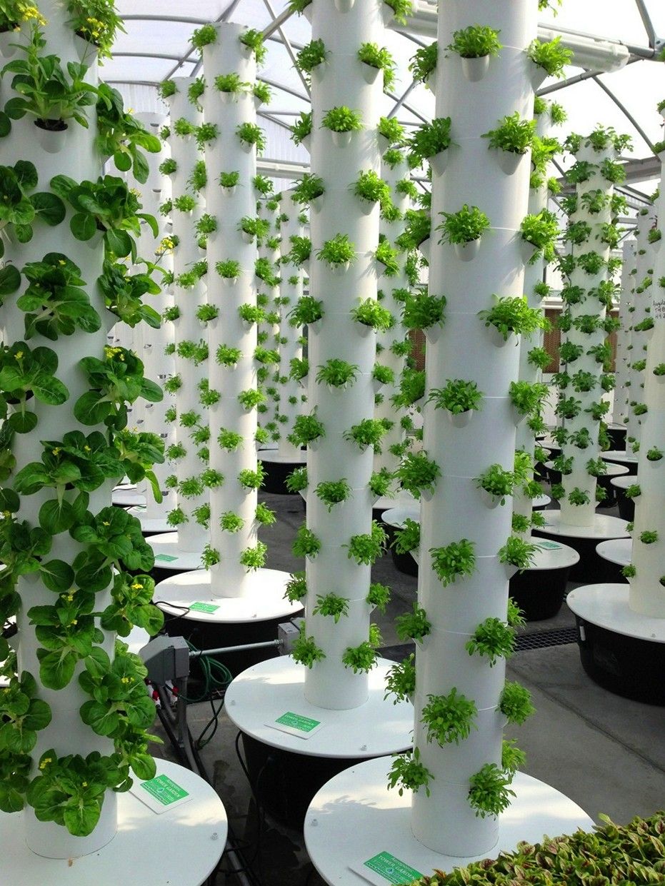 Indoor Hydroponic Wall Garden