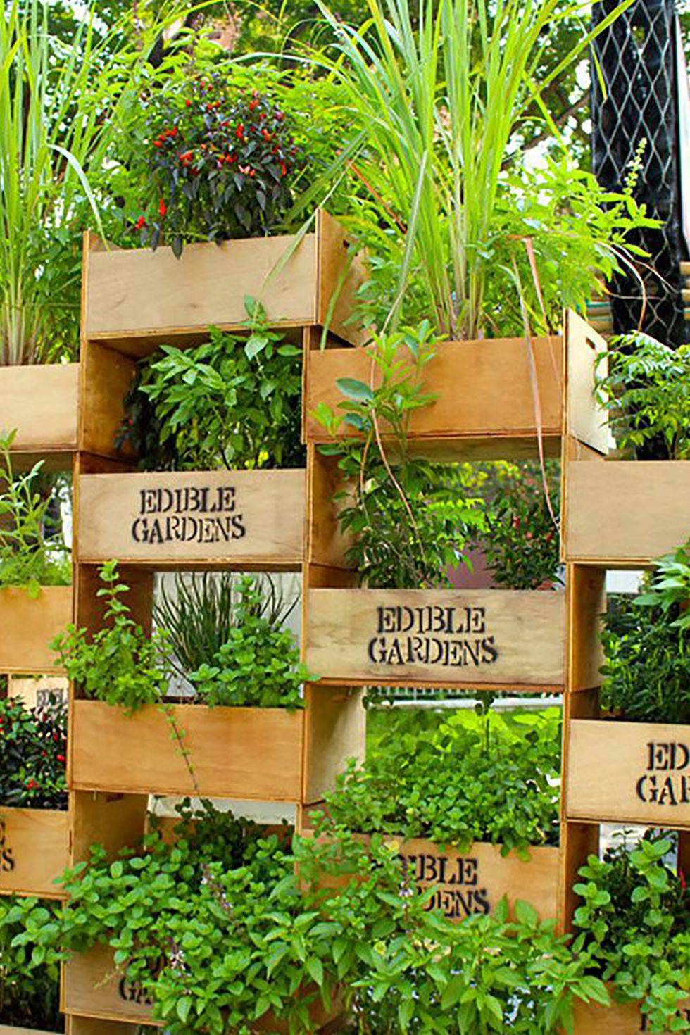 Astonishing Indoor Wall Garden Ideas