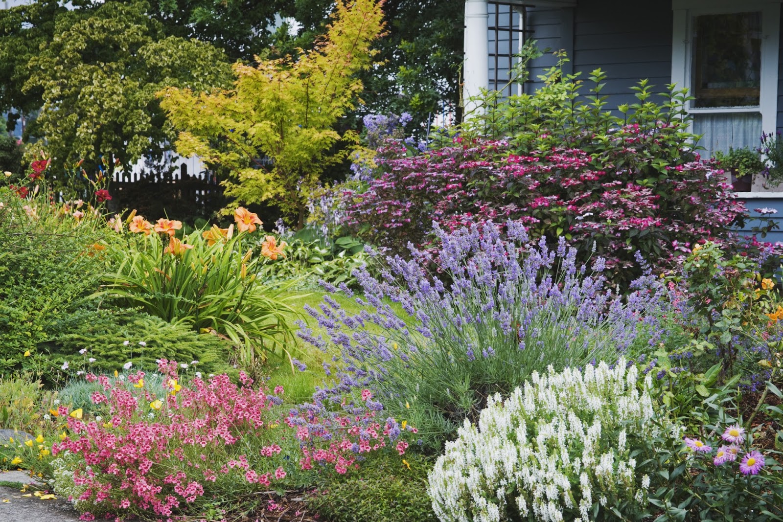 A lush low-maintenance garden with easy-to-care-for plants like lavender and succulents