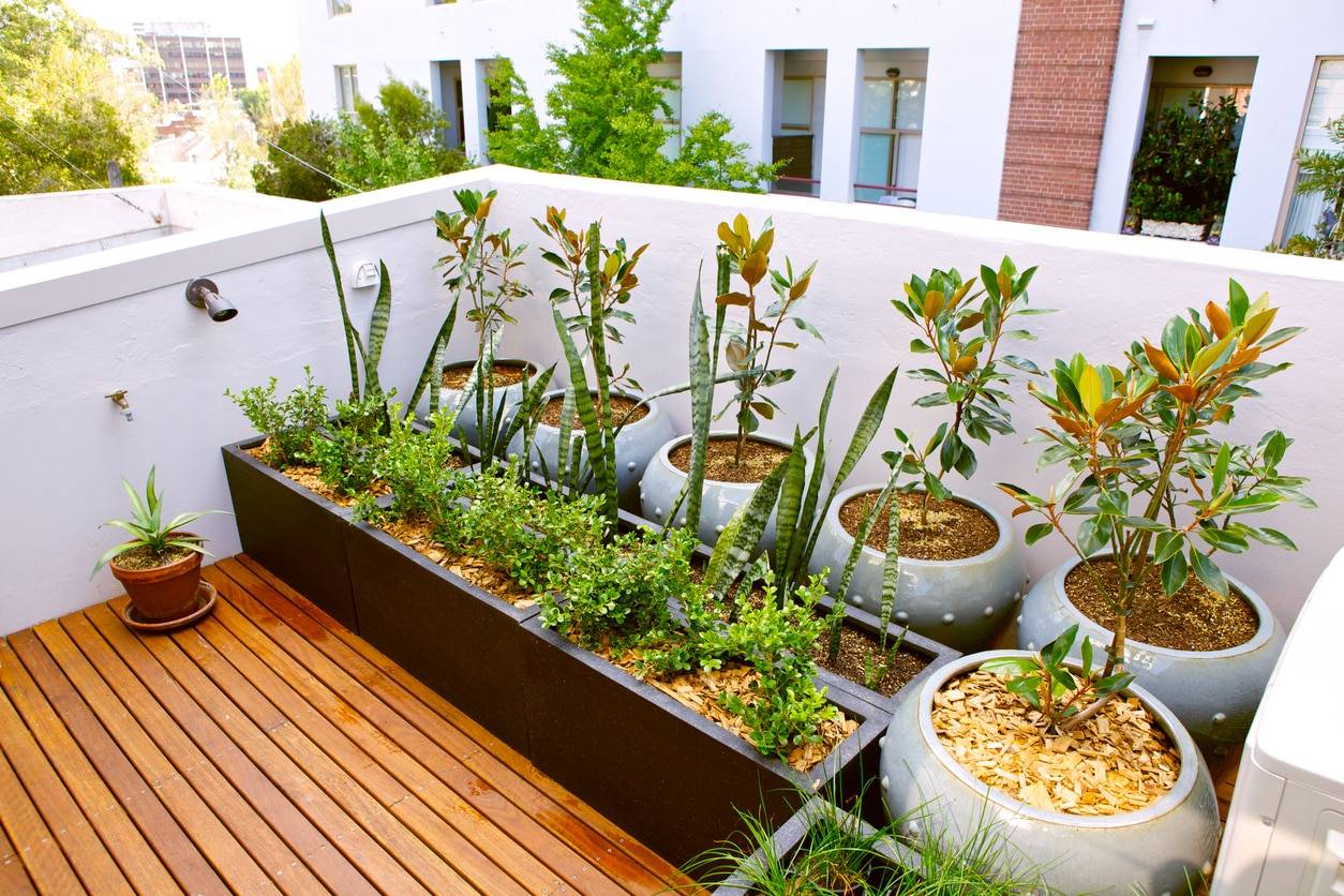 Edible Urban Garden Ideas