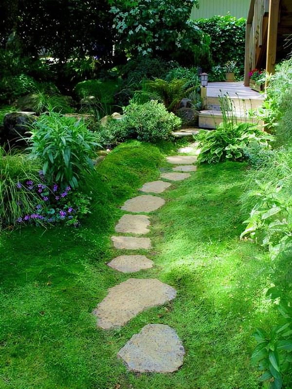 15 Irish Moss Garden Ideas You Cannot Miss | SharonSable