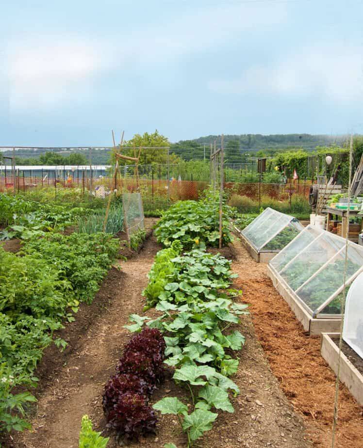 24 Easy Vegetable Garden Ideas Worth to Check | SharonSable