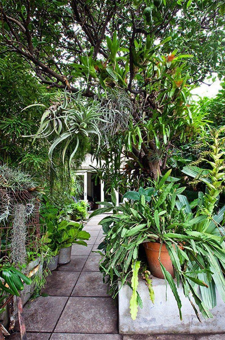 Backyard Garden Lush Tropical Garden