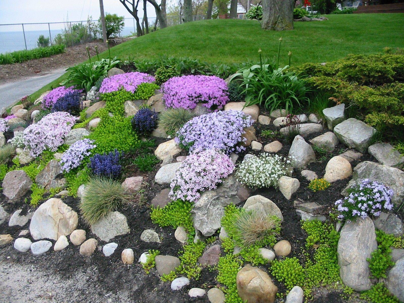 20 Plant For Rock Garden Ideas You Should Check Sharonsable 9542