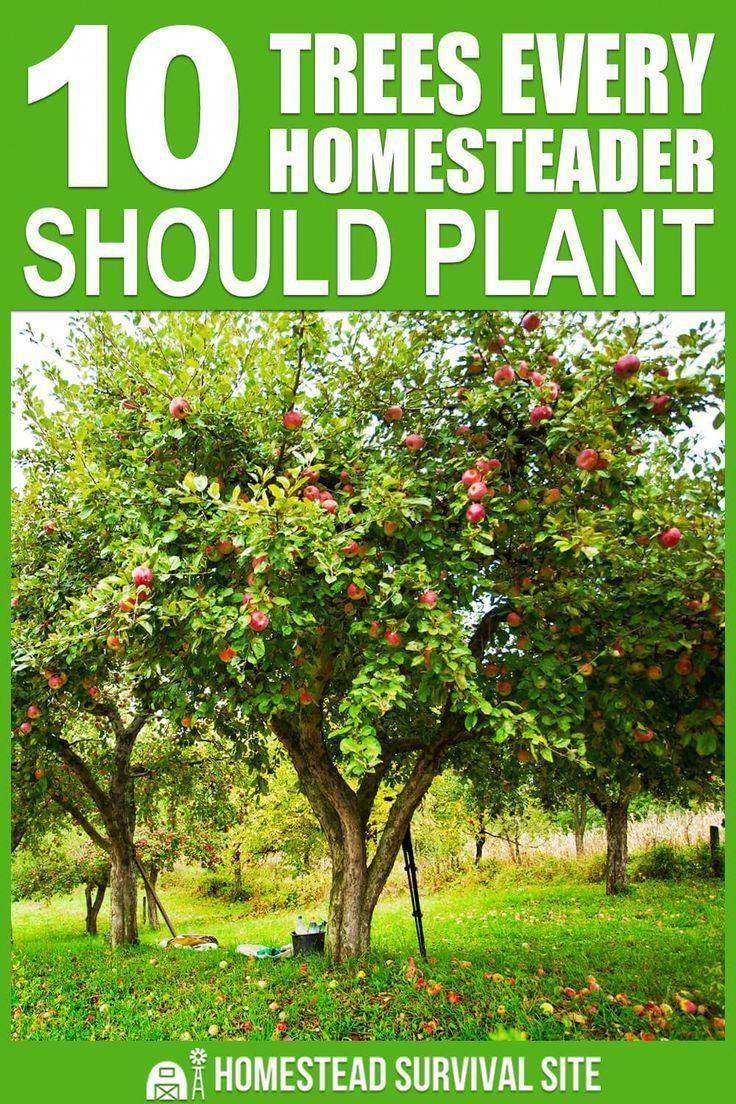 19 Fruit Garden Plan Ideas To Try This Year | SharonSable