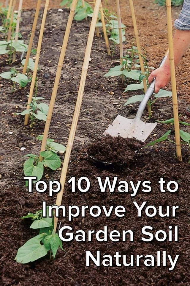 The Best Gardening Ideas