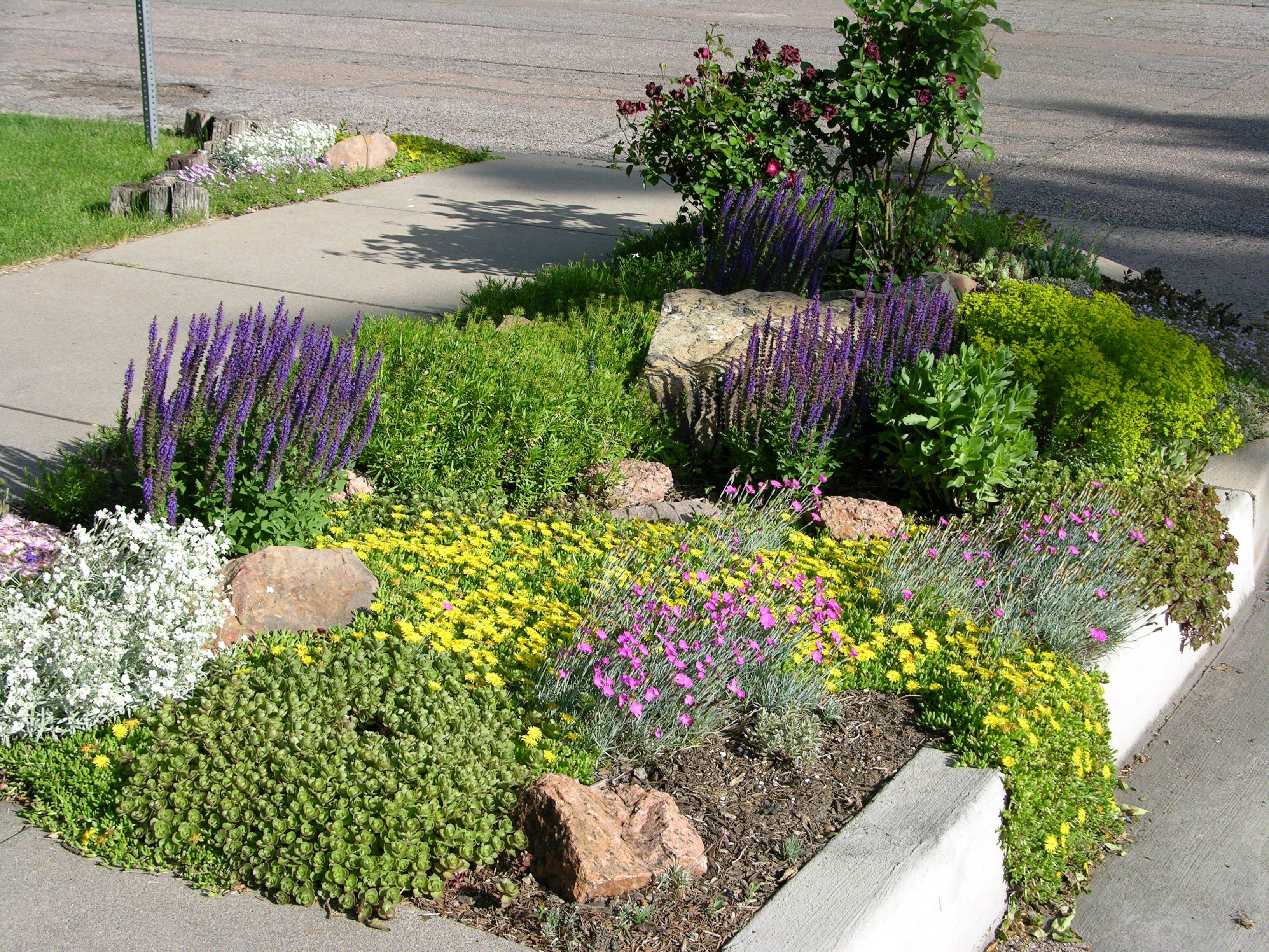 California Drought Resistant Landscaping Ideas