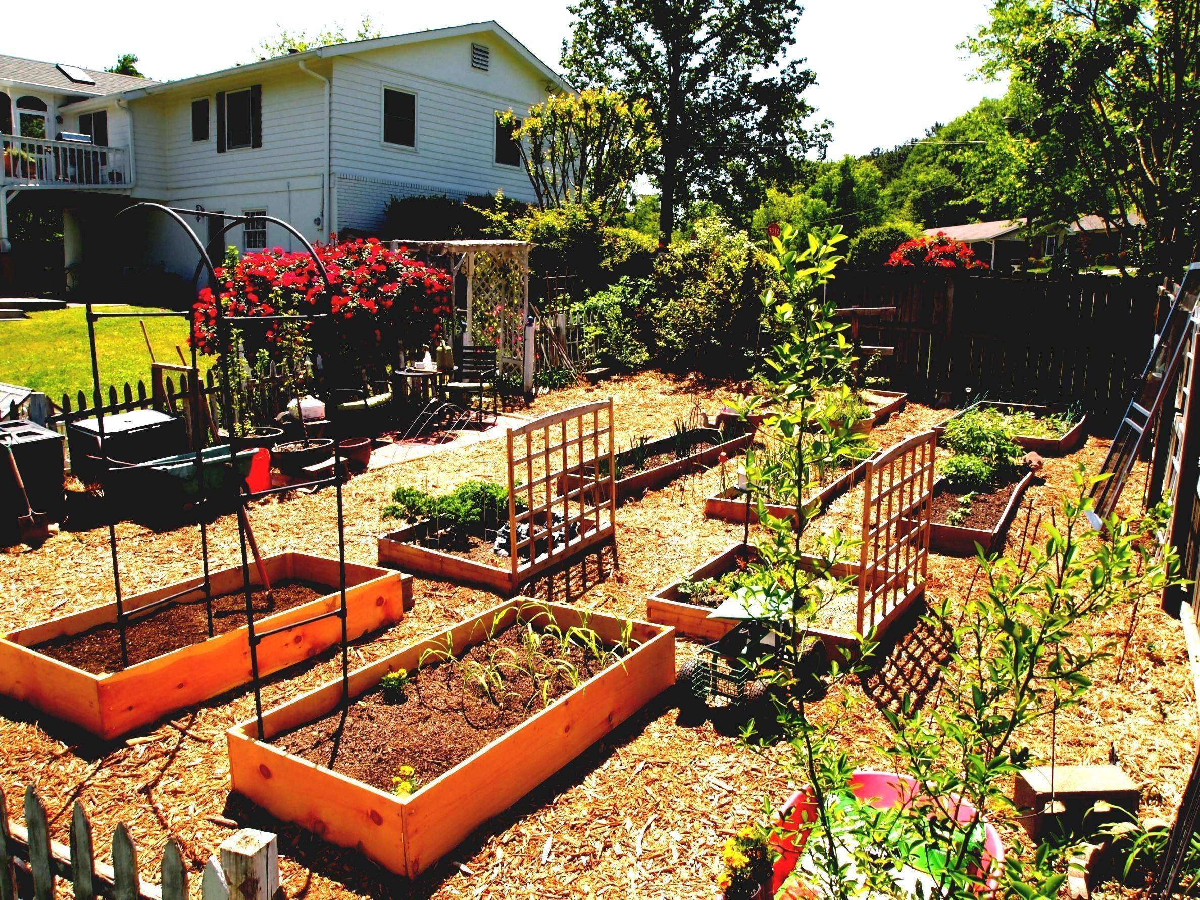 Stunning Vegetable Backyard