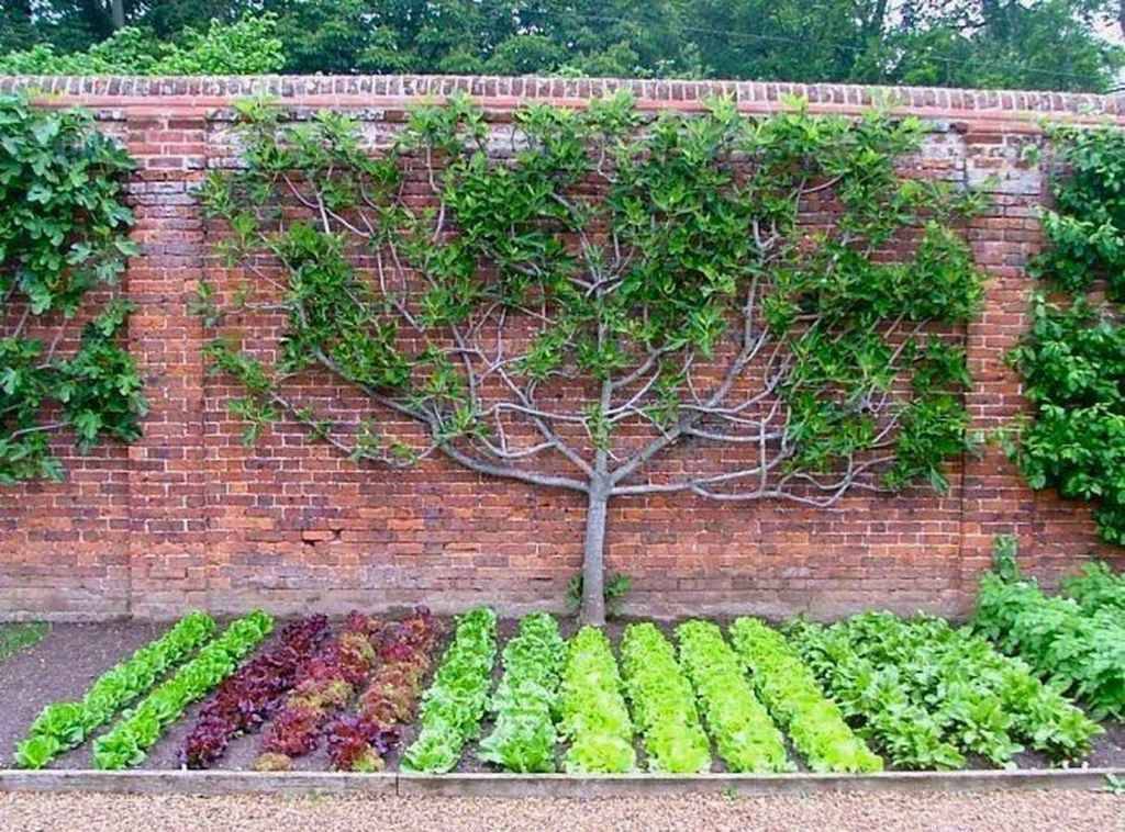 Fascinating Fruit And Vegetable Garden Ideas You Need To Try