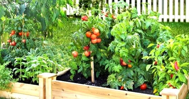 Beautiful Fruit And Vegetable Garden Ideas