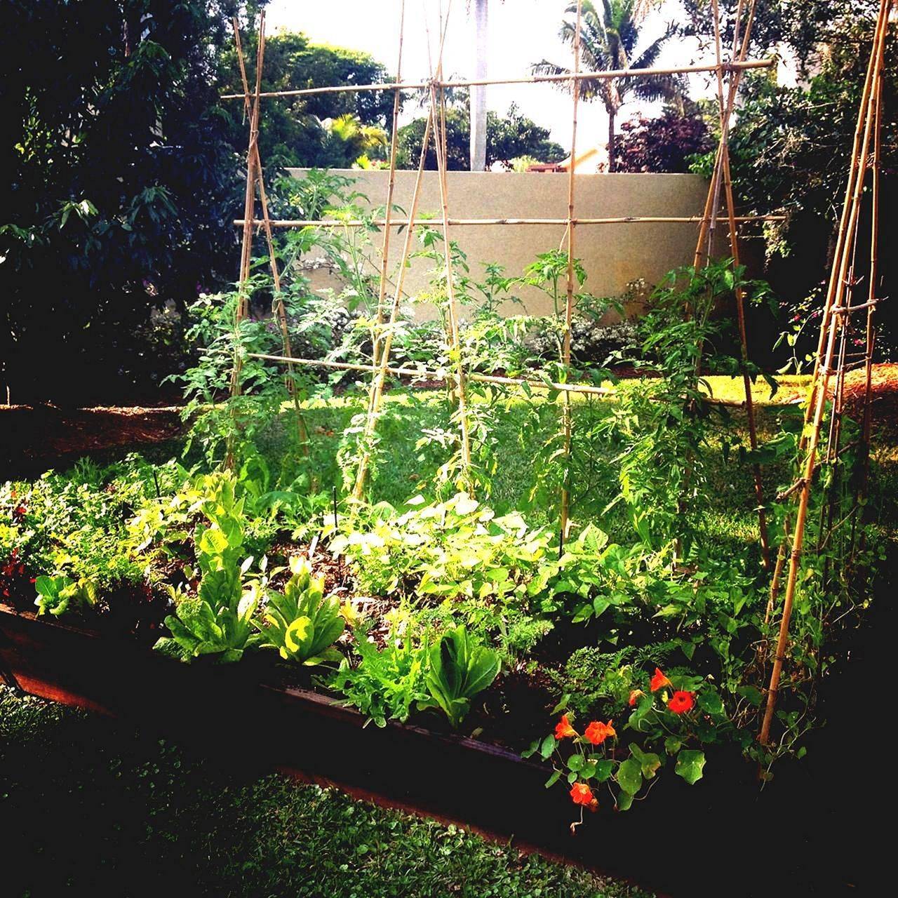 Very Beautiful Backyard Vegetable Garden Designs