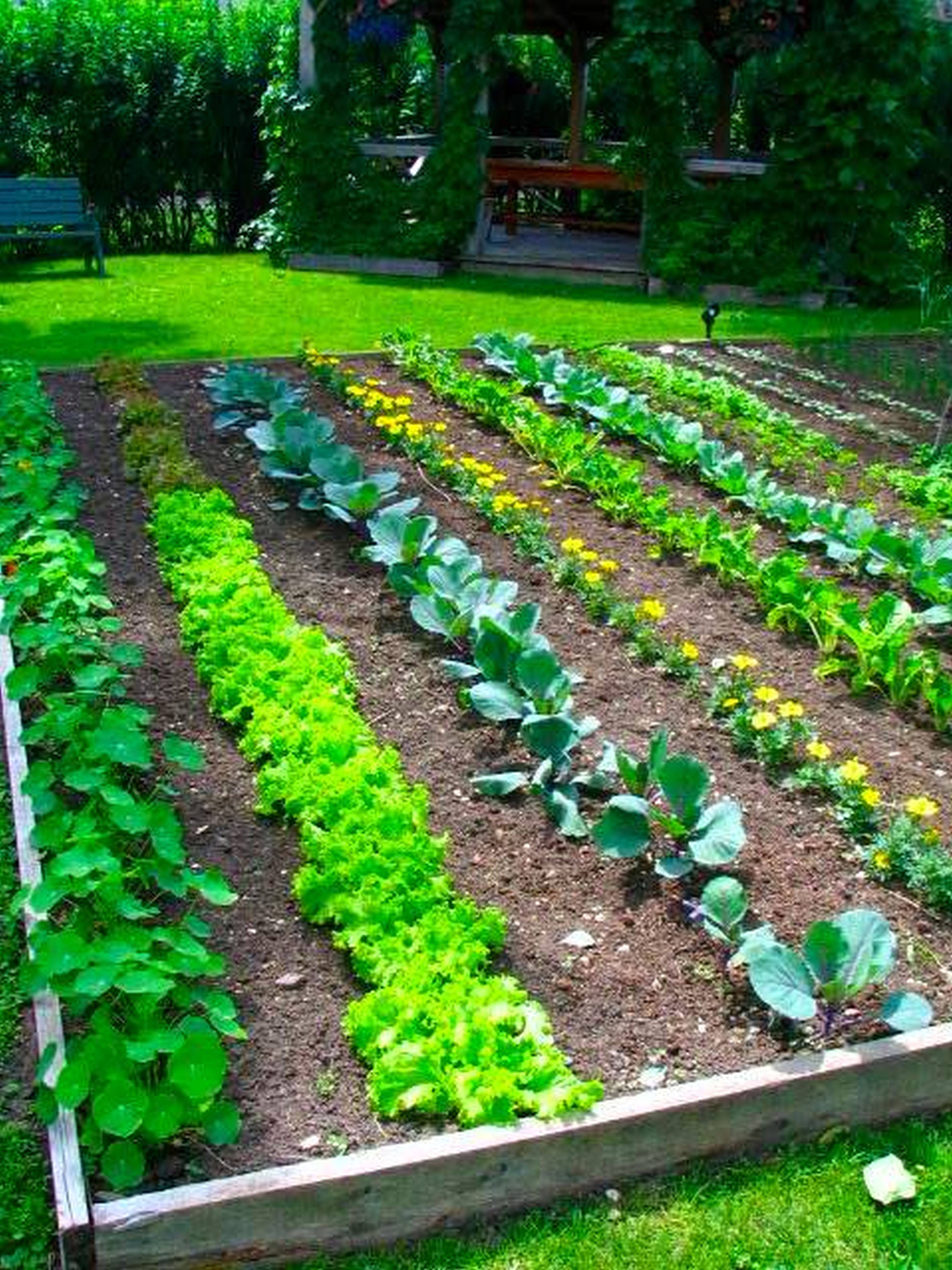 A Fruit And Vegetable Garden