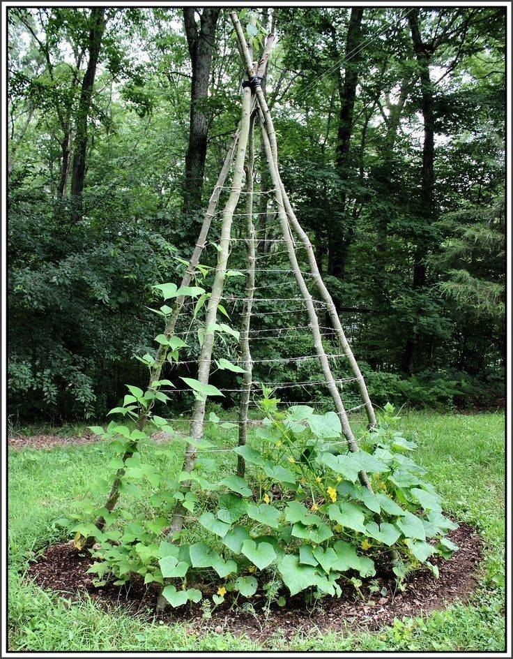 Vegetable Garden Landscaping Food Fruit