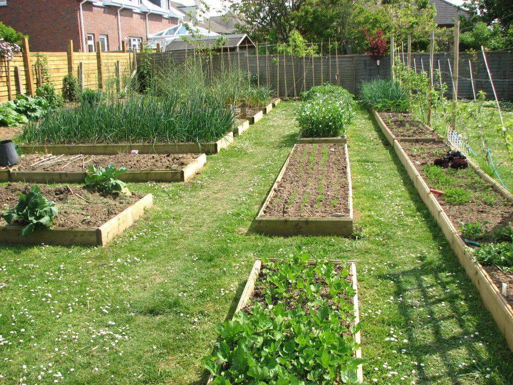 Beginner Vegetable Garden Layout Ideas You Should Look Sharonsable