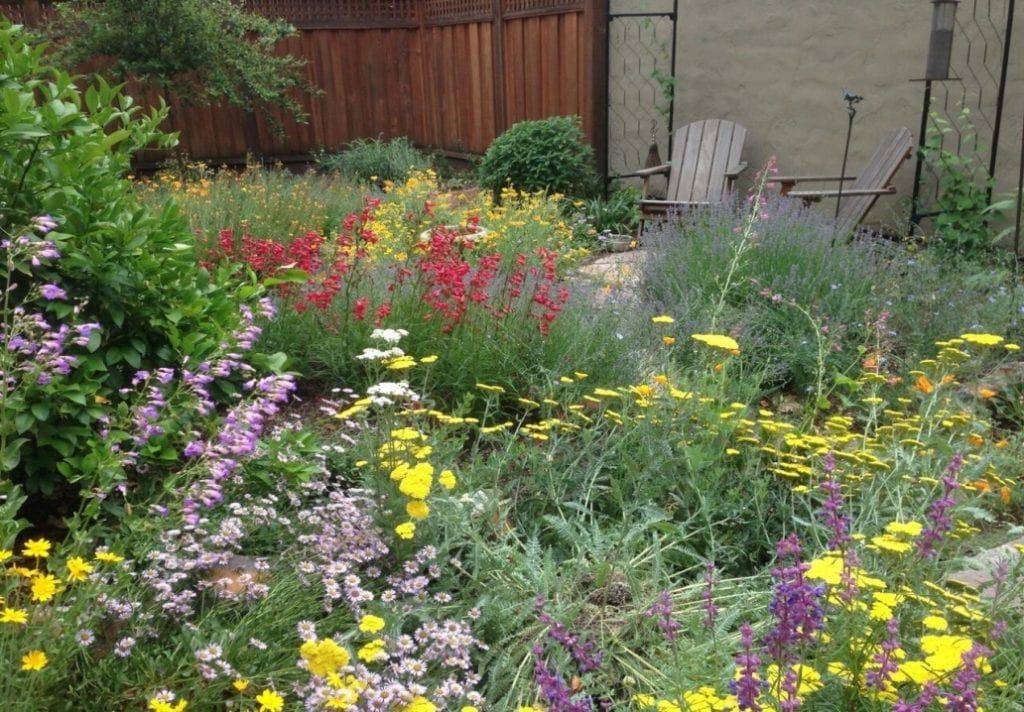 A Successful California Native Plants Garden