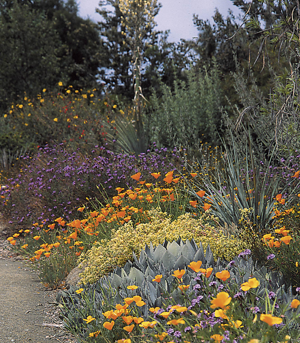 California Native Garden Ideas Images Garden World