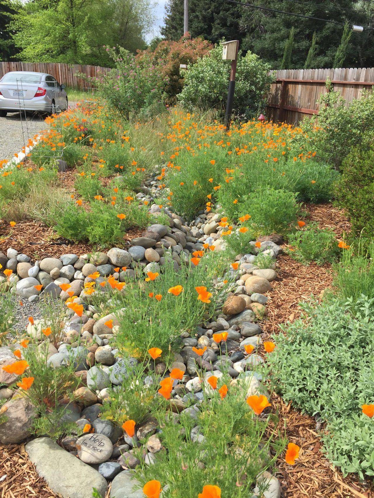 Browse Garden Design California Native Plant Society Blog