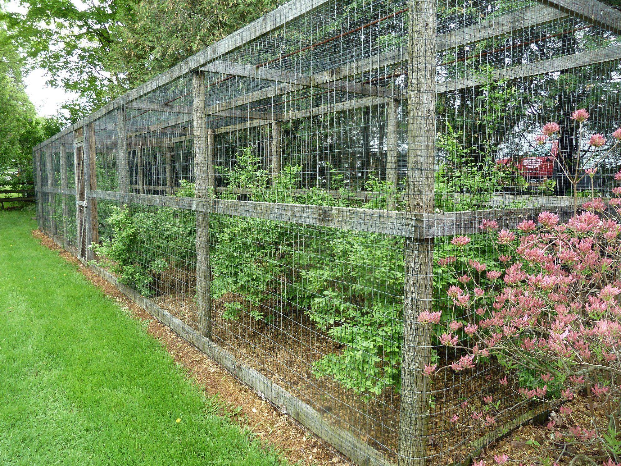 20 Vegetable Garden Netting Ideas To Try This Year | SharonSable