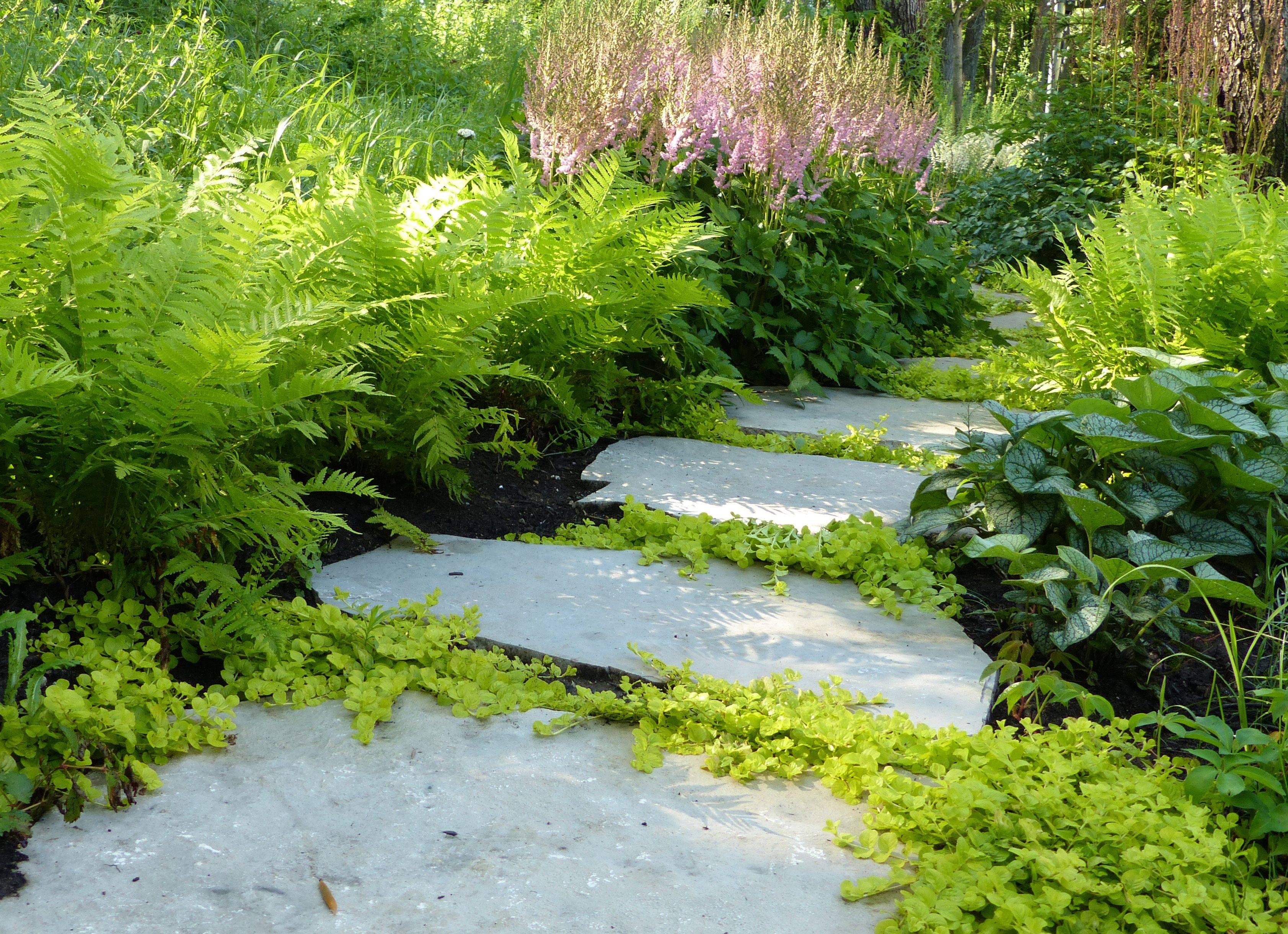 27 Fern Garden Path Ideas For This Year | SharonSable