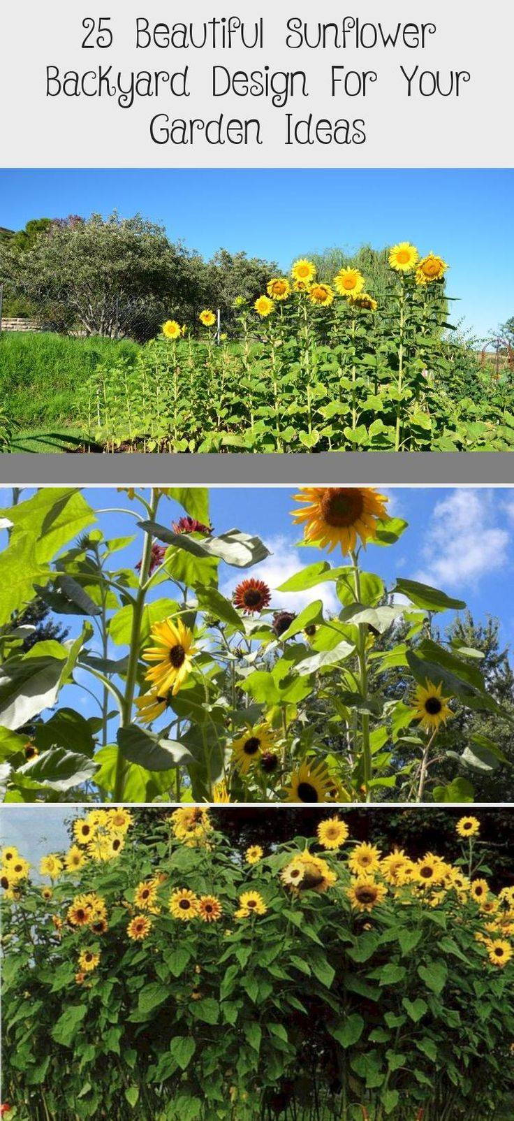 23 Sunflower Garden Plans Ideas You Must Look Sharonsable 5157