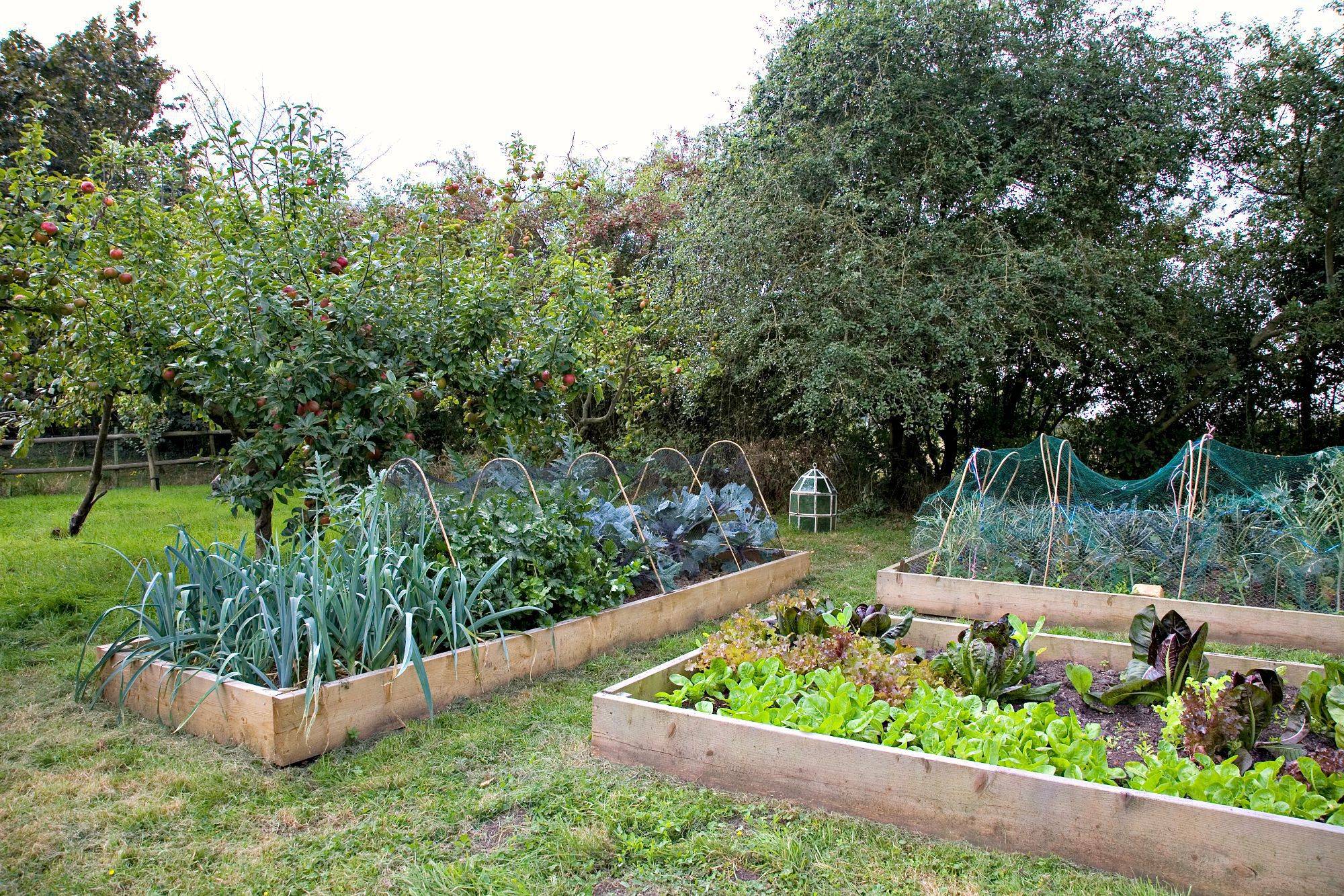 24 Low Maintenance Vegetable Garden Ideas You Should Look | SharonSable