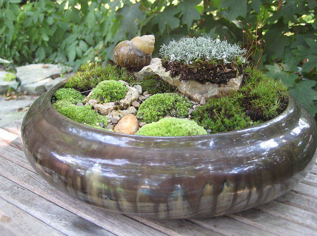 24 Small Moss Garden Ideas Worth a Look | SharonSable