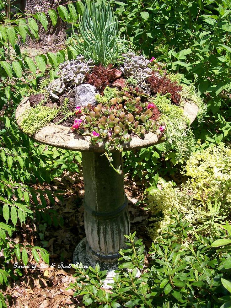 20 DIY Bird Bath Succulent Garden Ideas To Try This Year | SharonSable