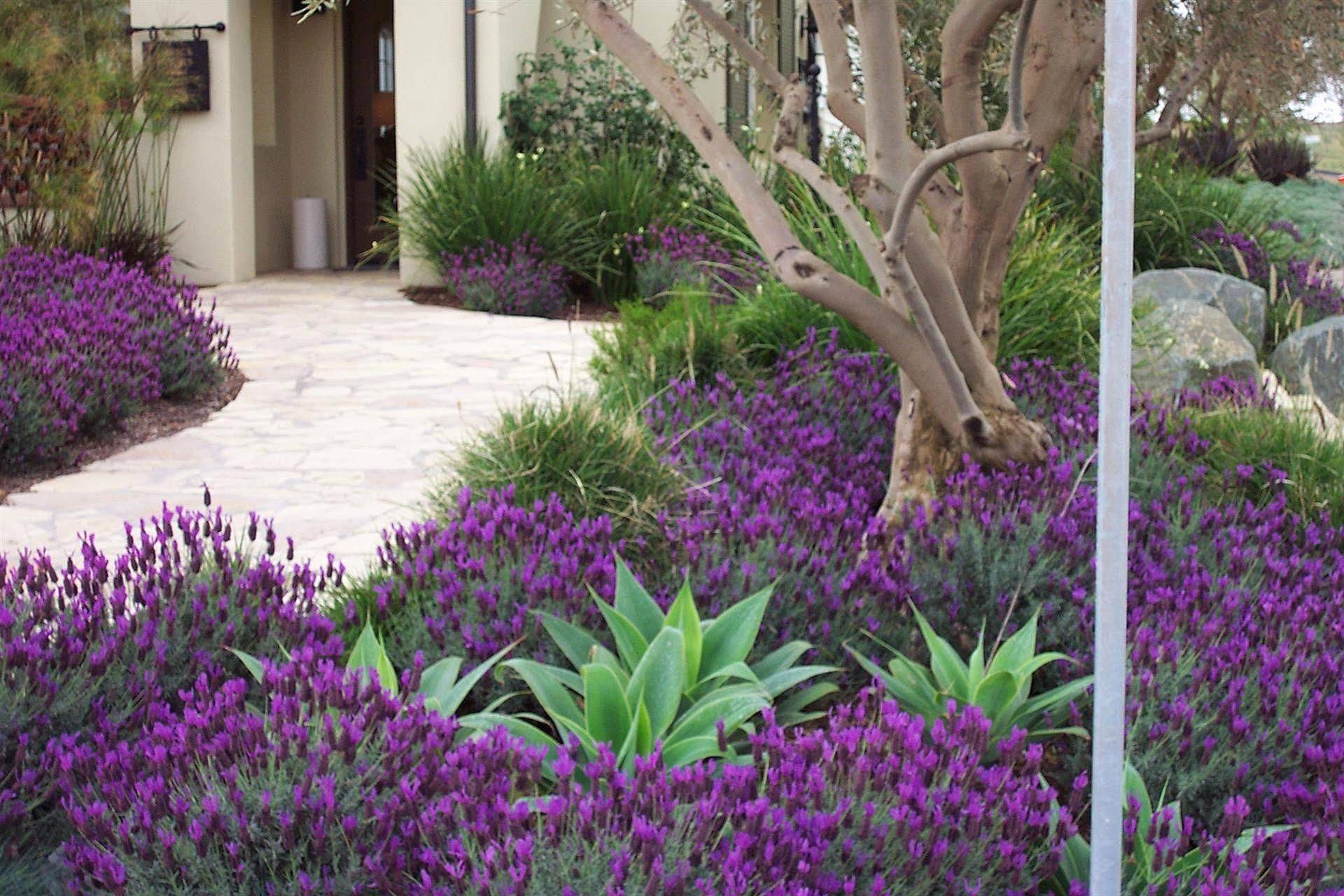 24 Garden Design with Lavender Ideas You Cannot Miss | SharonSable